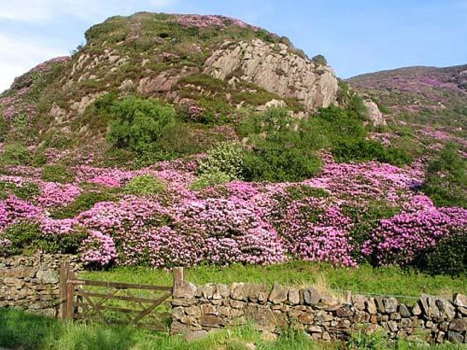 Beddgelert in bloom!