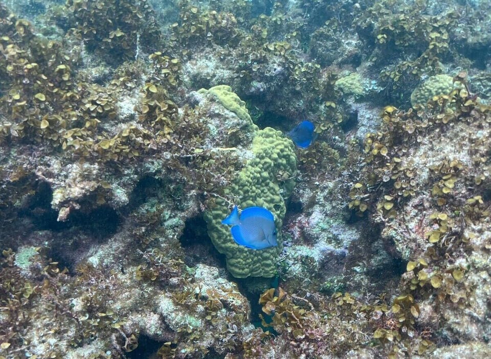 This photo was taken right off our beach, where there is great snorkeling