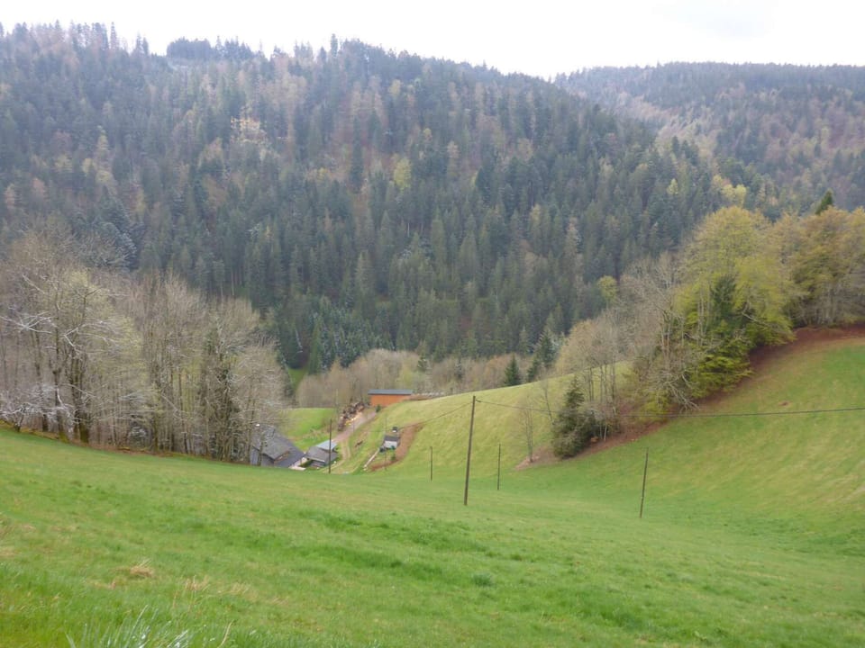 Fewo Titisee im Kaspershäusle view into the nature
