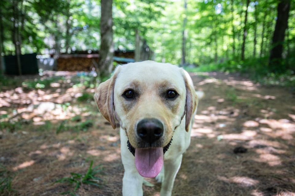 Denali the ADK dog.
Photo Credit: Hannah Hatherell (Instagram: @wildhchild)