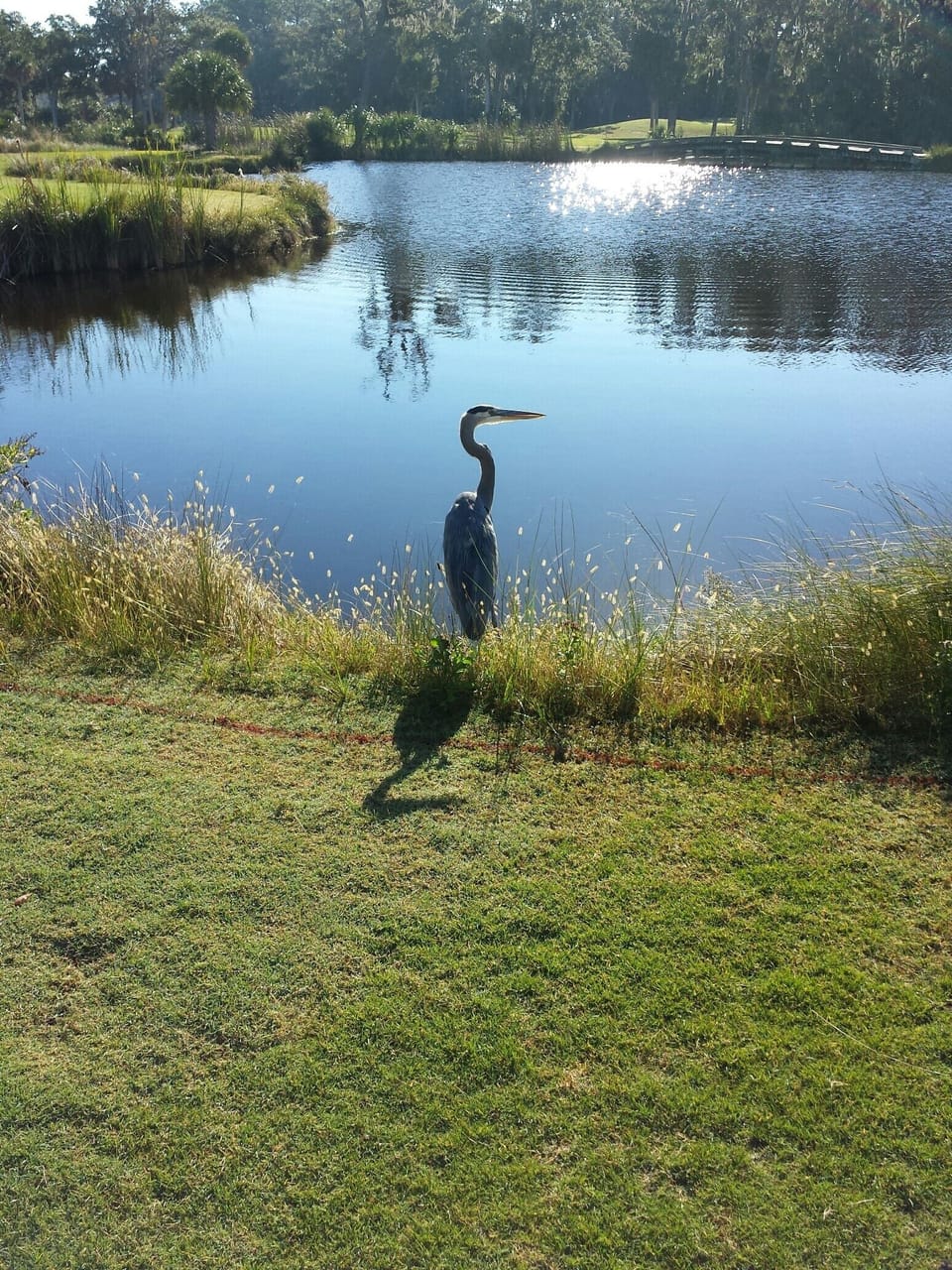 Great Blue Heron on Fripp's Ocean Creek Golf Course