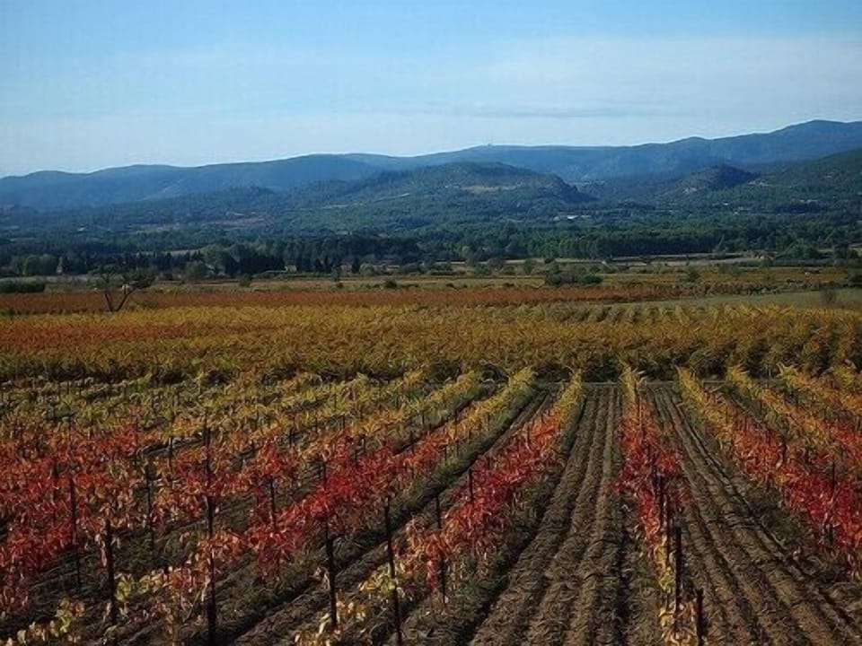 Local vineyards of the Minervois region, within 2 minute walk from Villa Rene.