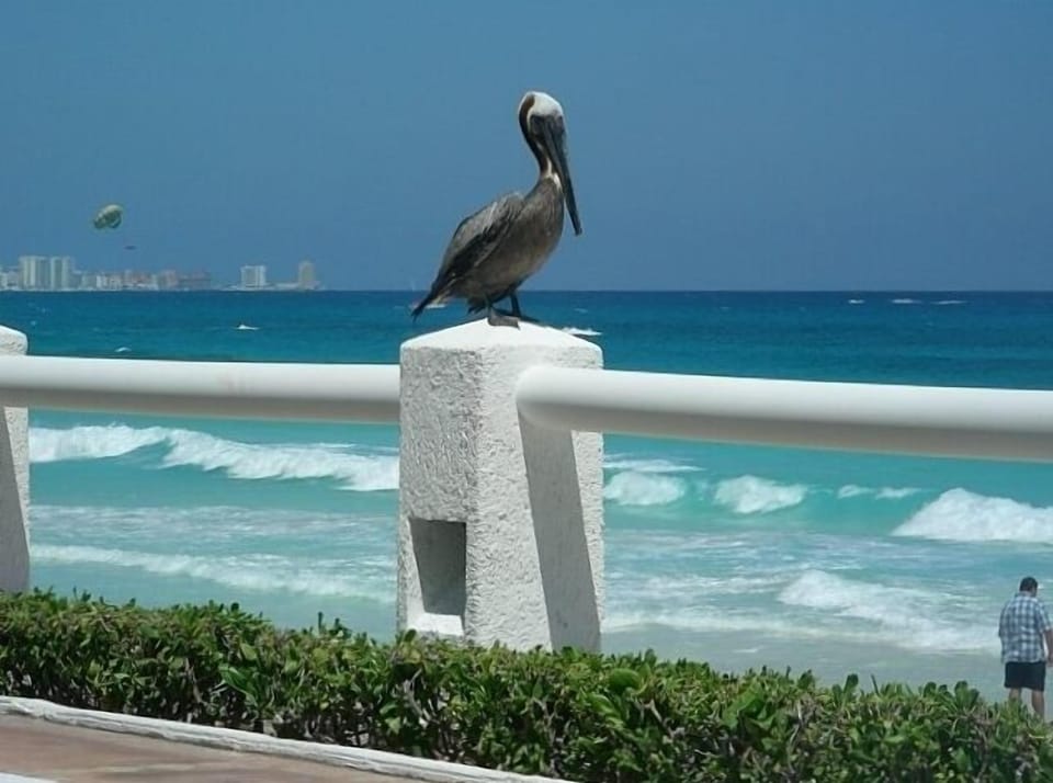 Pelican at Villas Nizuc are  frequent visitors