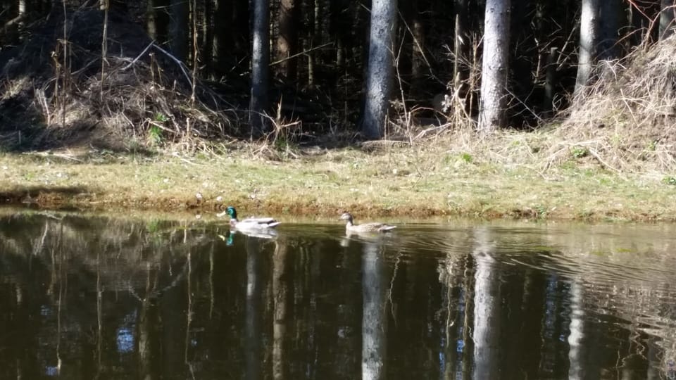 7 Bedrooms / 3 Baths Apartment ~ On 5 Acres AC, WIFI, Pond For Fishing, Firepit Apartment in Norton Shores