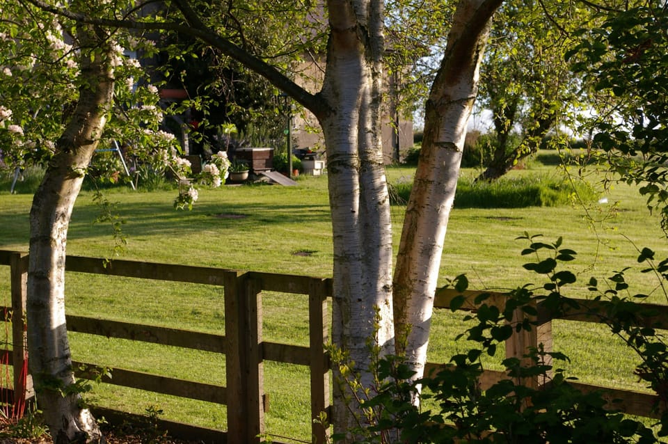View into the garden.