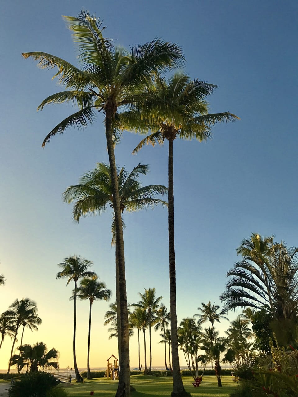 Jardim que liga o prédio a praia ao amanhecer.