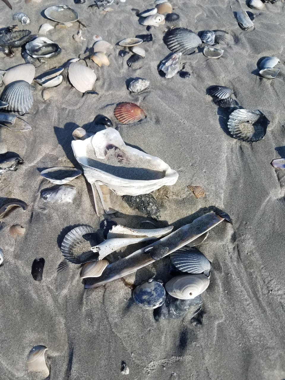 Collect shells at low tide