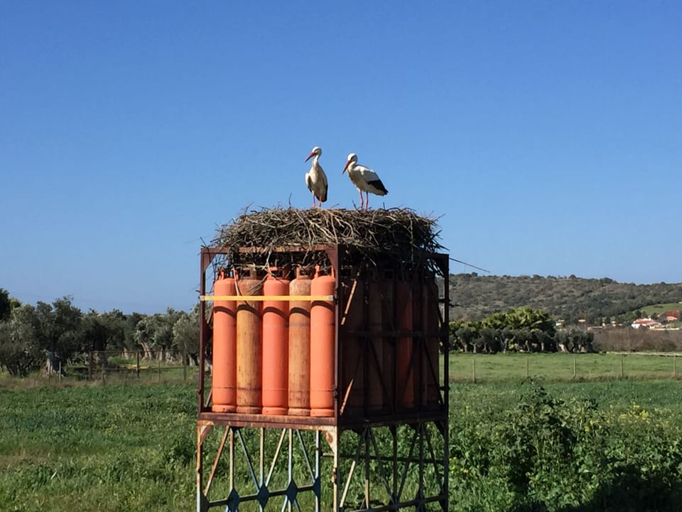 The storks build nests everywhere.The photo is taken on road N125 to Portimao