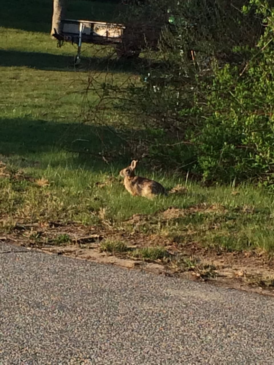 Cape Cod wildlife!