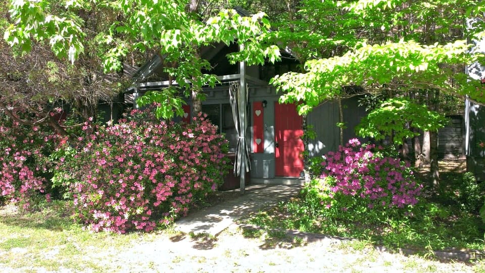 Beautiful summer azaleas