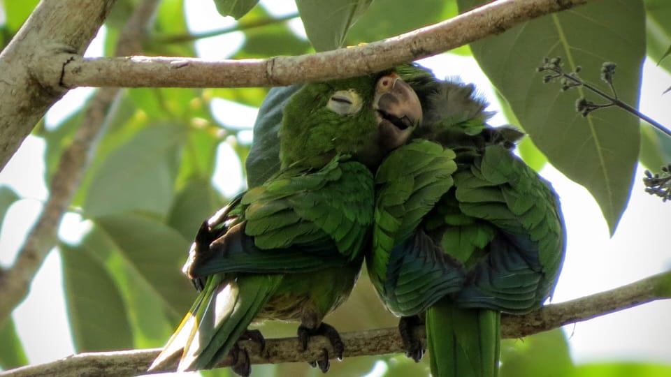 Mother and baby parrot on property