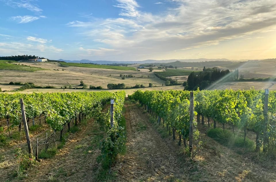 The villa is surrounded by our vineyard, producing Sangiovese grapes for Nobile