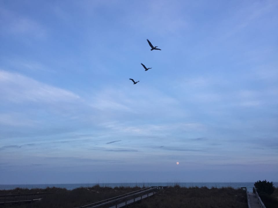 Picture of the birds from ocean front deck.