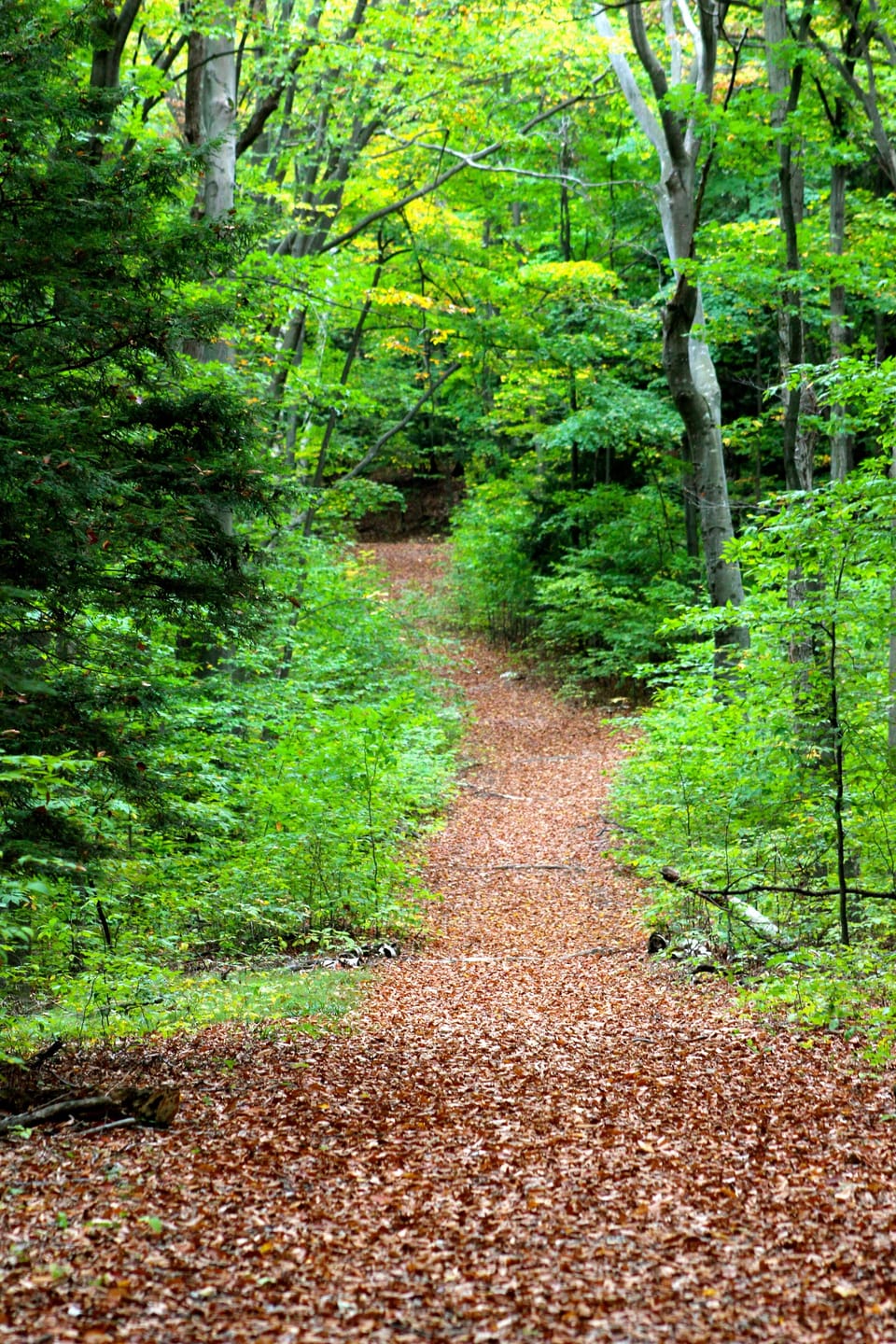 Take a hike! National Park trails close by.....
