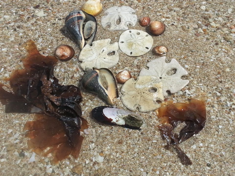 Look what we found on a 5 minute walk.
Playa Encanto Casa Windsor treasures!