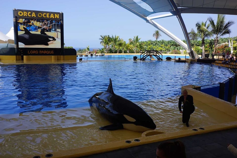Loro Park. The same  owner as that of Siam Park, possible to buy a double ticket