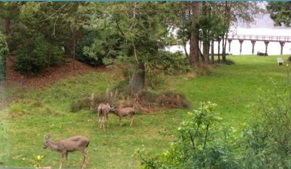 Deer & other wildlife come through the yard frequently.