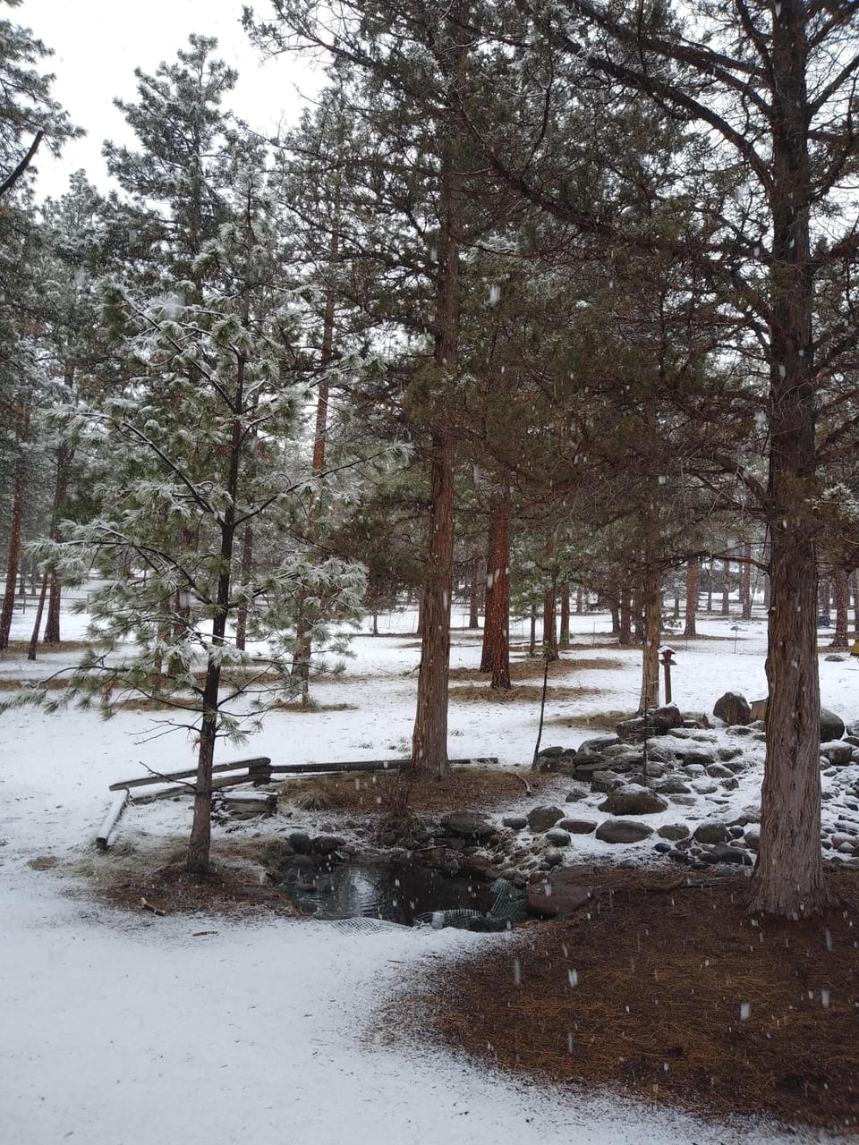 Backyard in a snow shower