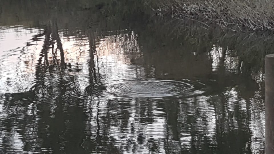 One of our elusive resident platypus found in the river nearby