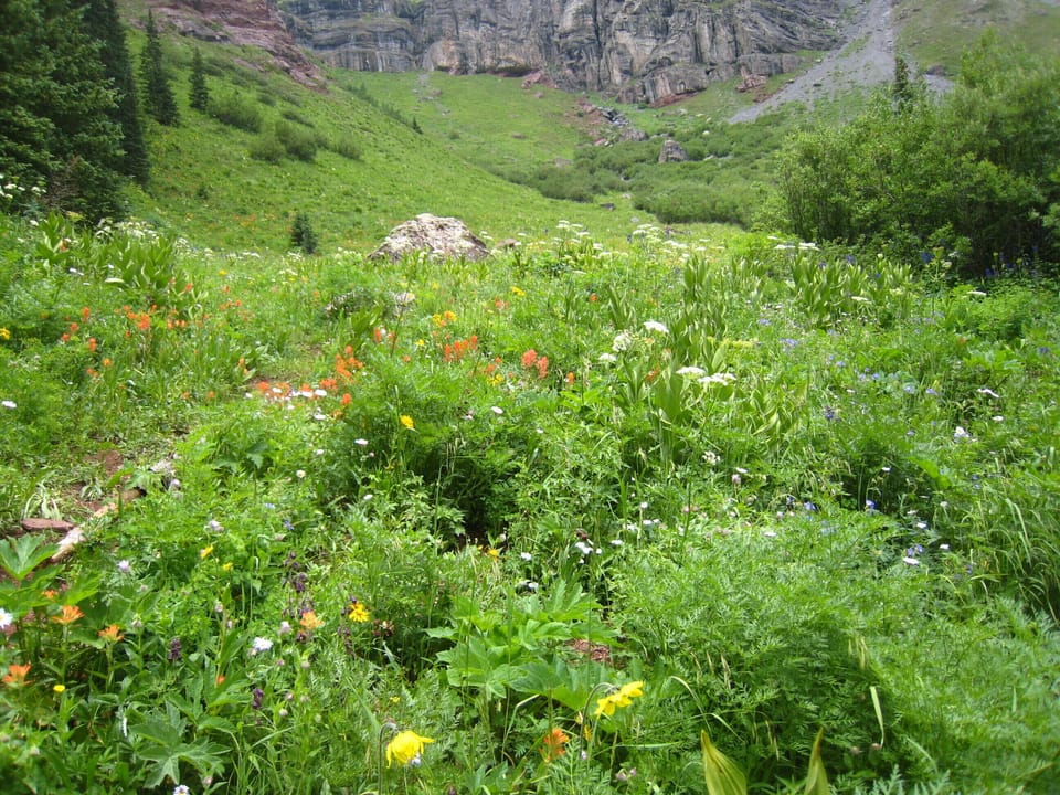 Colorado wildflowers in spring and summer