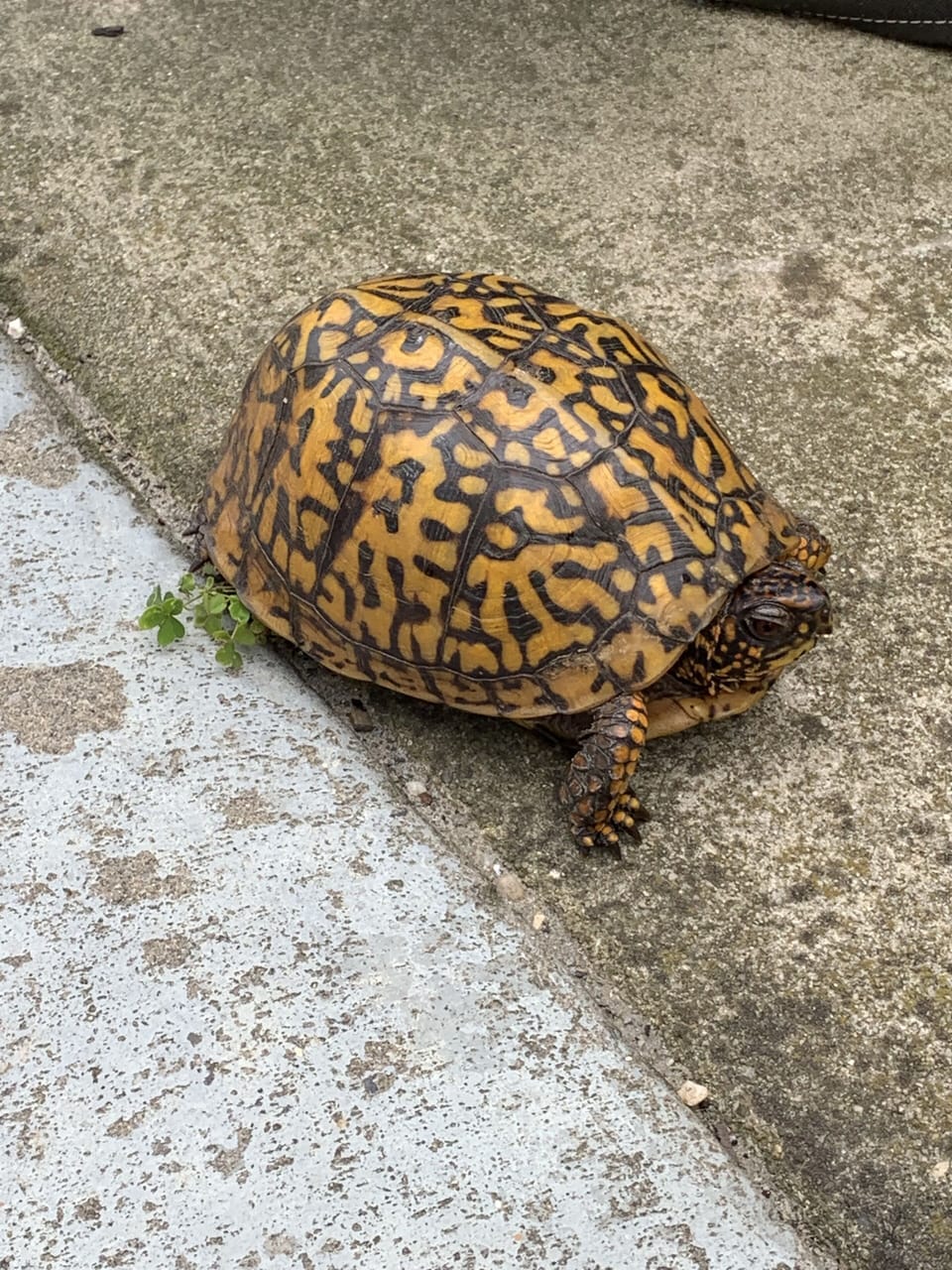 Quiet neighbor who lives in backyard.