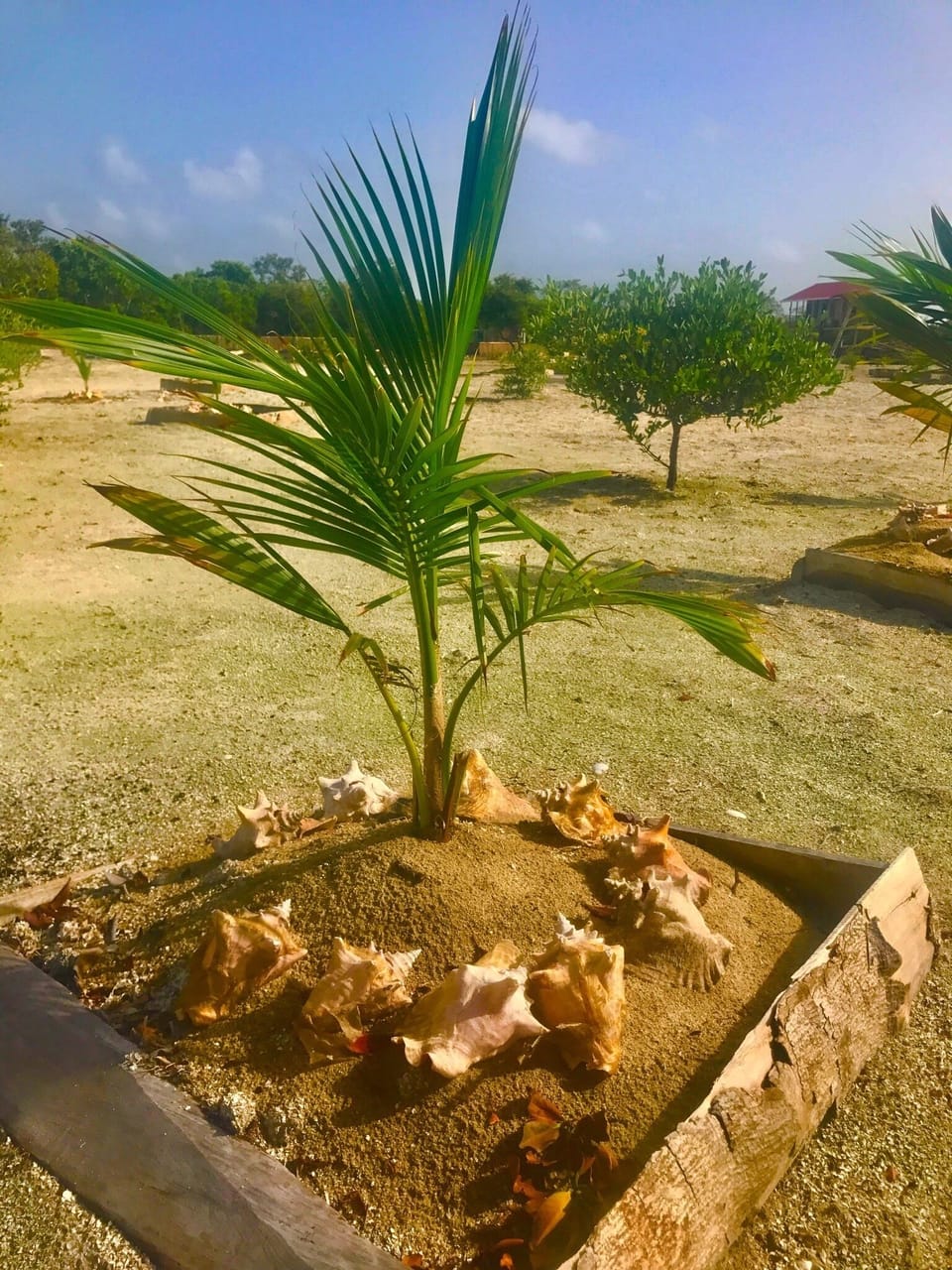 Coconut trees!