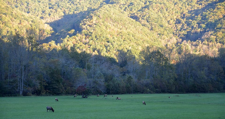 Elk on Parkway