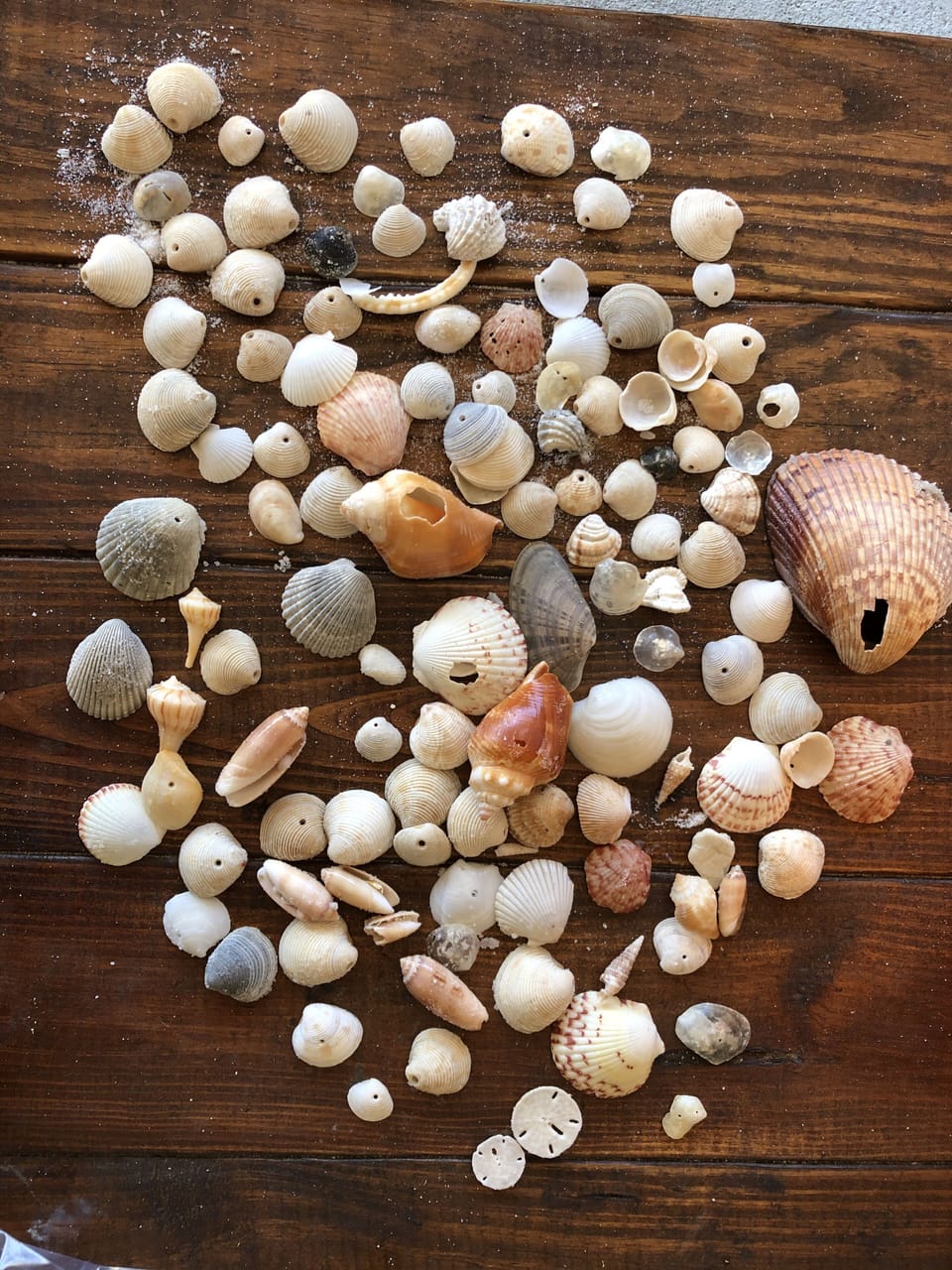 seashells galore on the beach