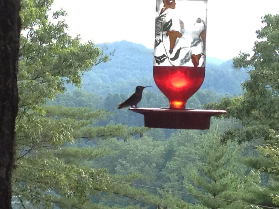 This Hummingbird feeder is hanging on our open deck... 
