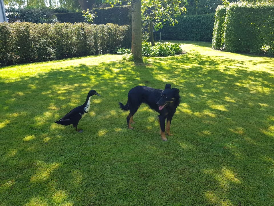 Puck de hond