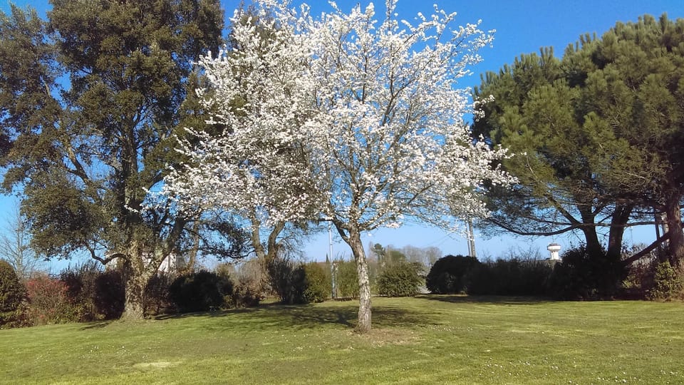 Jardin printemps
