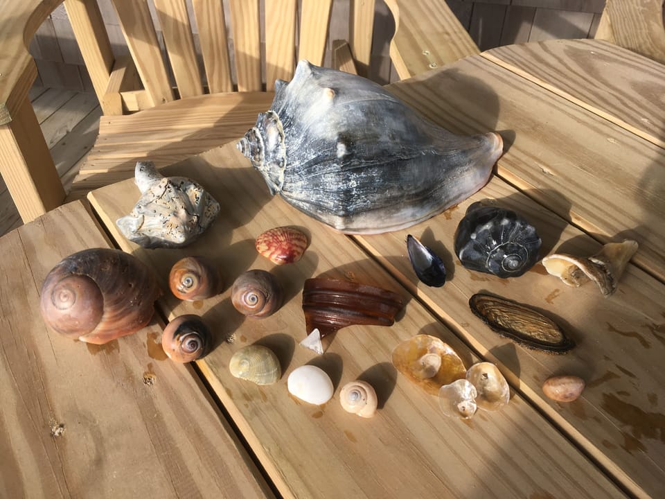 Sea treasure!