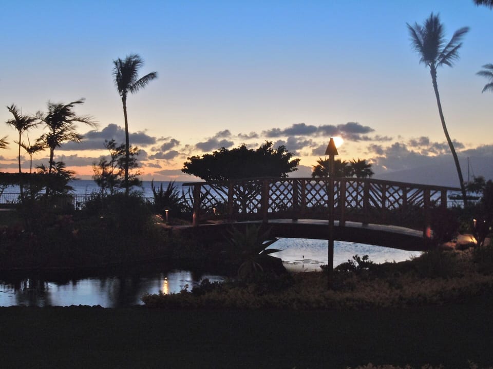 Koi pond at sunset