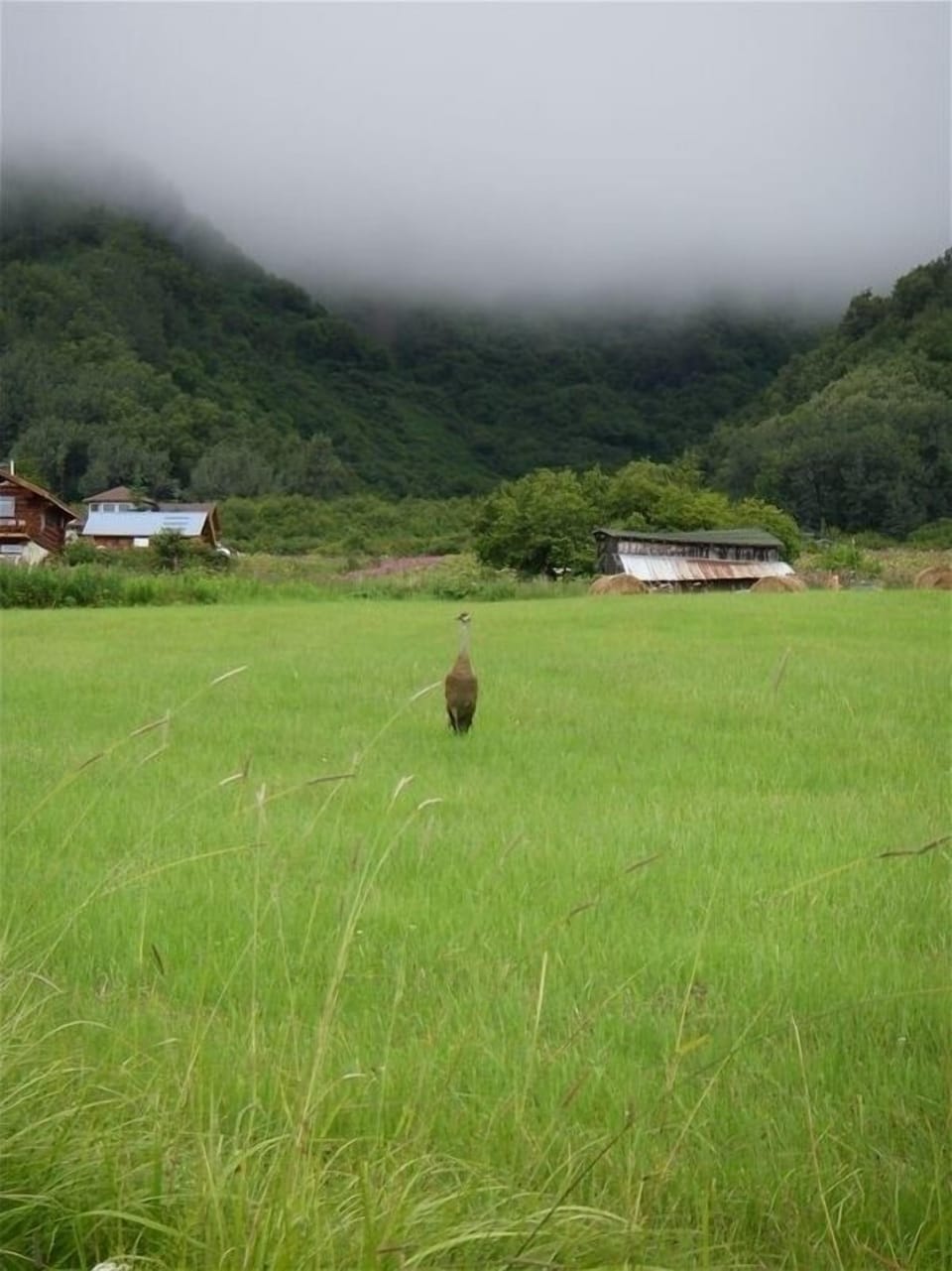 Sandhill cranes frequent the wide, open fields surrounding NamaStay