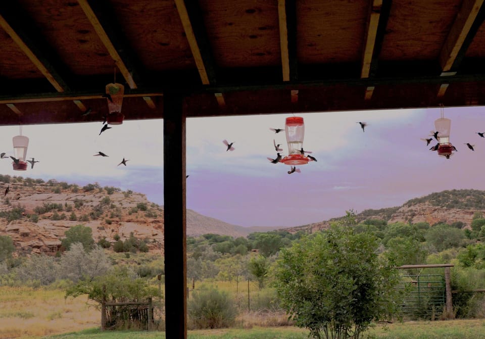 Hummers swarm before the storm. Feeders are supplied-feed them they will come!
