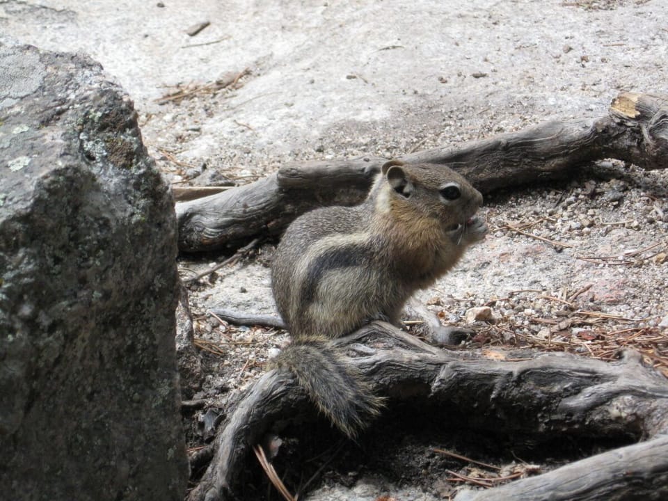 Chipmunk on the hiking trail