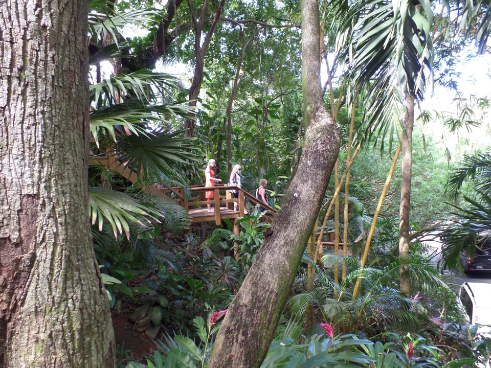 Or Guests descending from the Tree-house to our awaiting Limousine below.