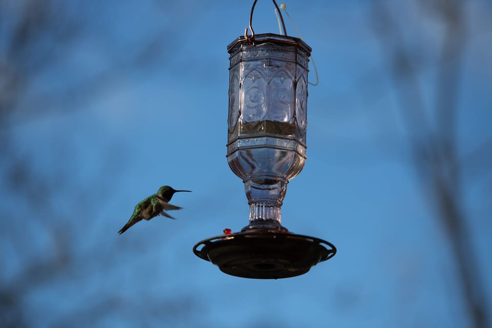 We supply hummingbird feeders!  A favorite past-time of our guests!