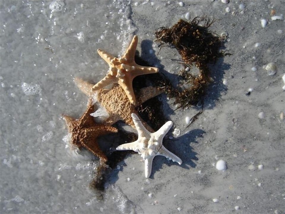 Treasures from the sea.