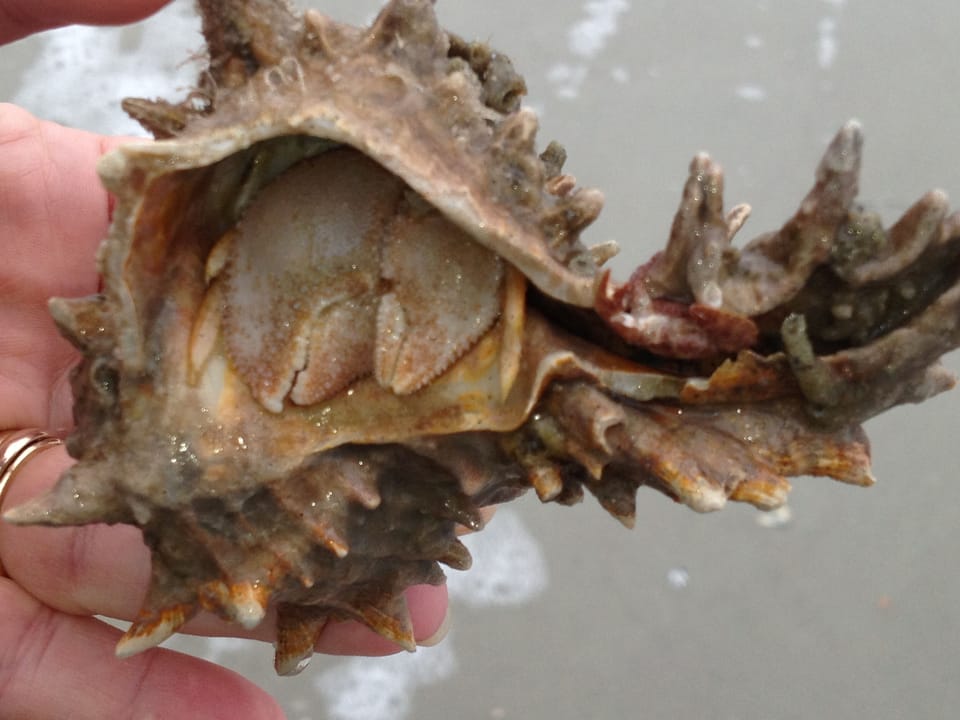 Fripp Island is a nature island and home to many sea animals.