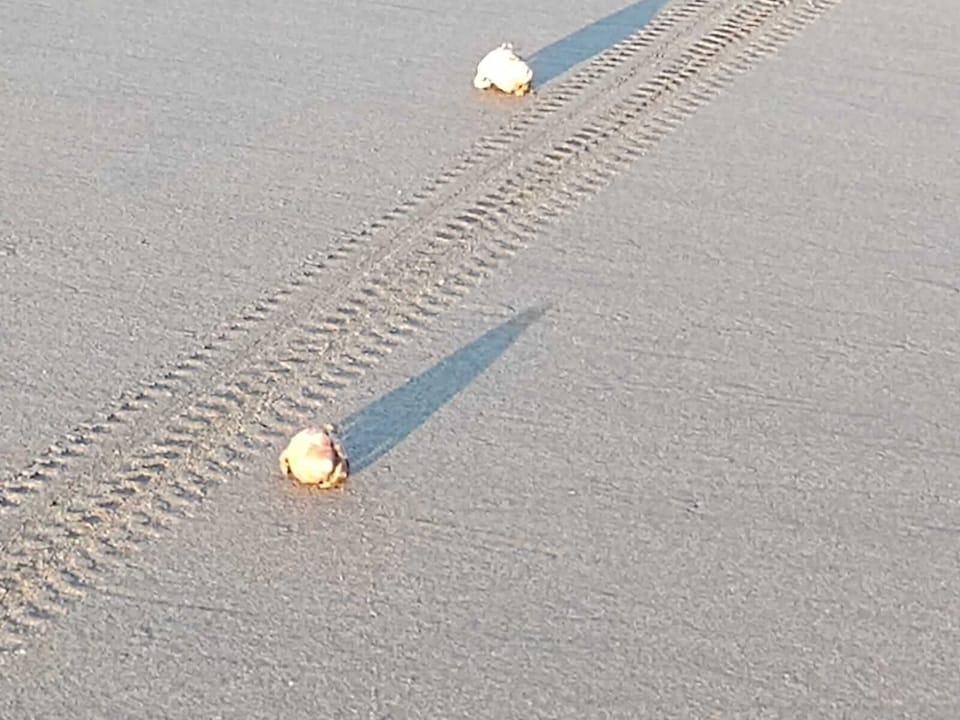 Have fun racing hermit crabs!
