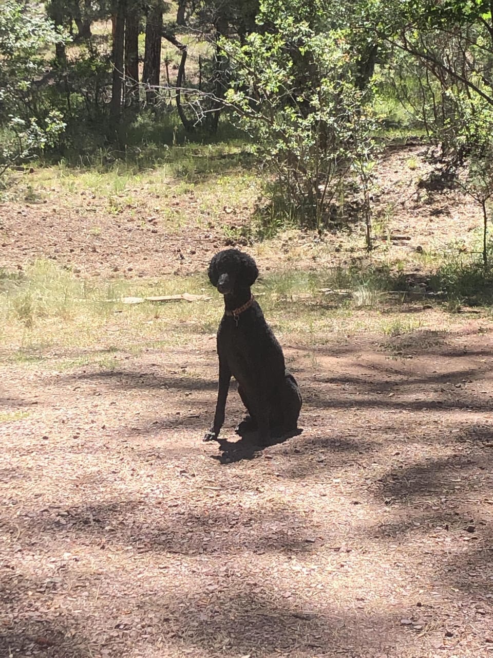 My dog! Loves being at the cabin.