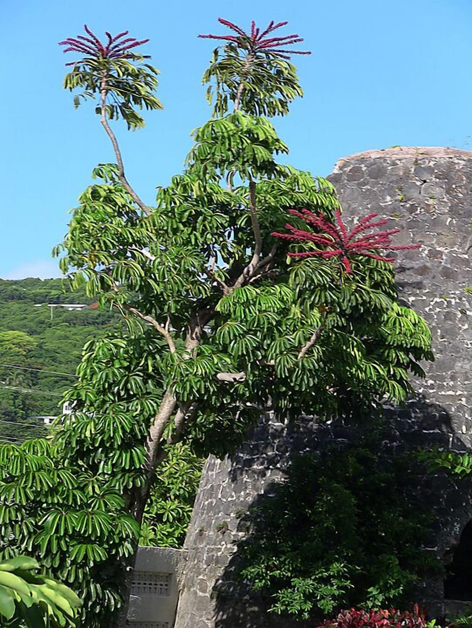 Gorgeous vegetation around the island.This is at Sugar Beach.