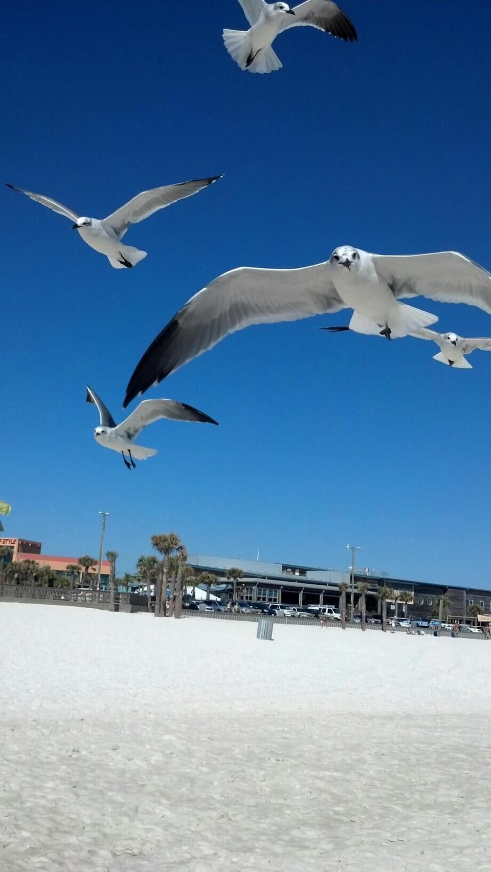 the seagulls at the beach 