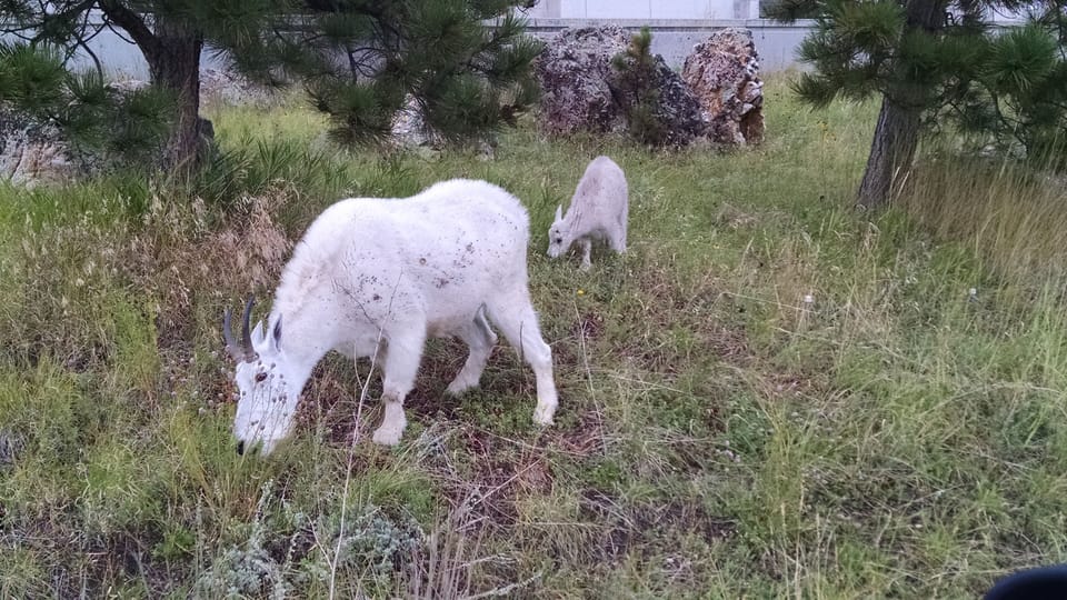 The mountain goats love to hang out at Mount Rushmore!