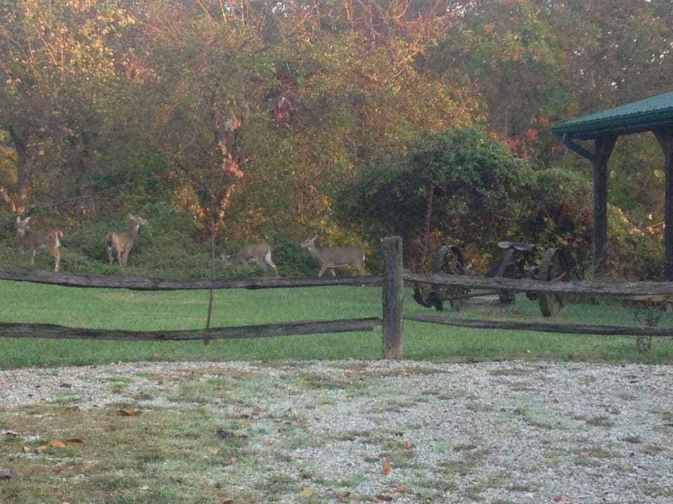 Our deer friends that love the black berries