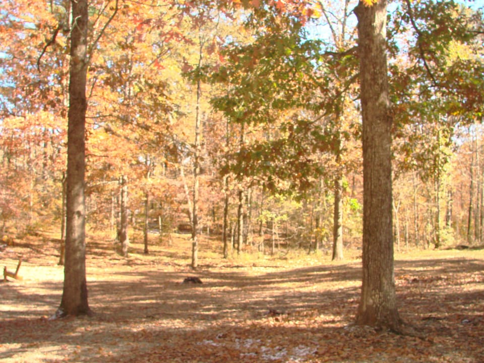 Front Area - with a clearing, looking into the woods