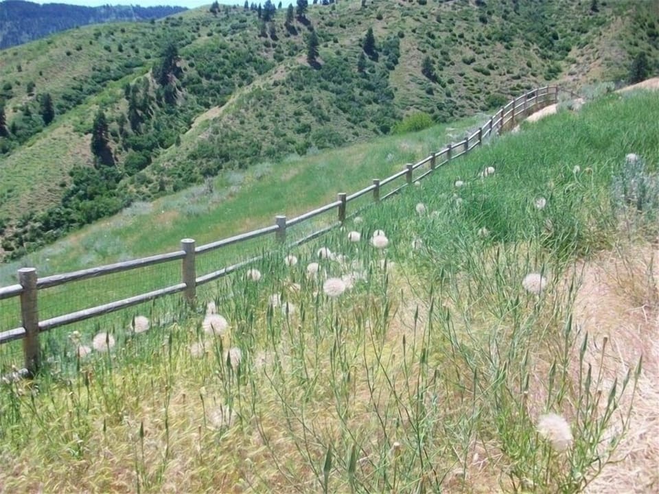 Fenced property with natural vegetation