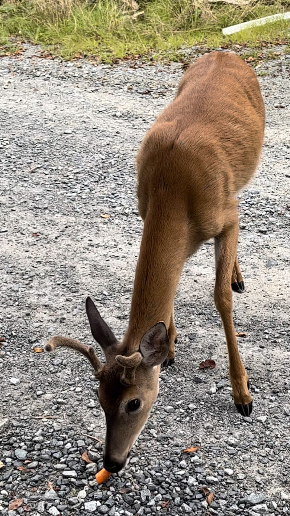 The local deer are spectacular to see. Bring carrots and apples to feed them.