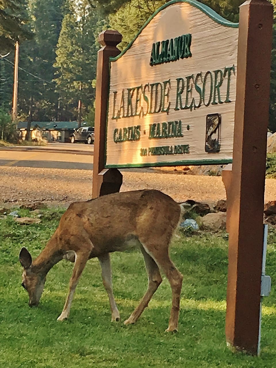 Resort sign with beautiful and hungry visitor.